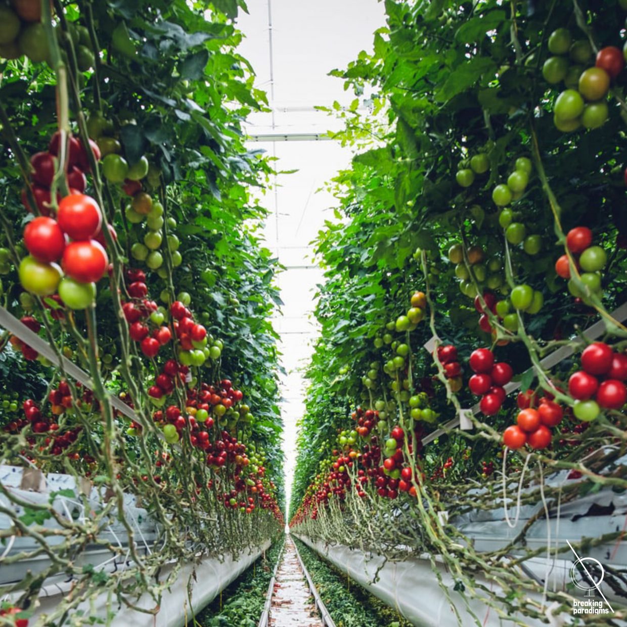 tomatoe plantation
